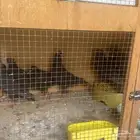 حمام للبيع