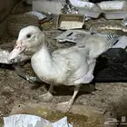 بطة للبيع  على السوم