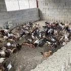 صوص للبيع العدد حوالي 700