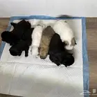 بومارينيان جراوي