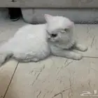 قط للتبني