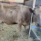 بقره المانيه حليبها 15لتر ماشالله توها والد