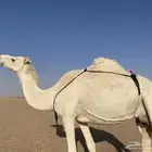 للبيع خلفه على جميع الشروط عورا