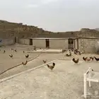 دجاج اناثي للبيع
