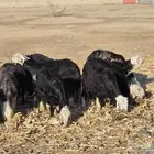 غنم نجد الموقع الثنيه