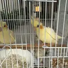 3 طيور كوكتيل