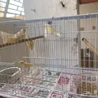 كناري سوري طيور