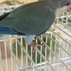 ببغاء كويكر