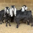 معزا عوارض مقاني..تم البيع