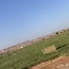 تم البيع