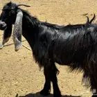 جفار عوارض. تم البيع