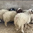 طليان نعيم للبيع