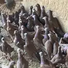 عشه زاجل منتجه ( احمر نوادر )