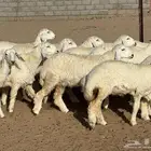 رخال حريات