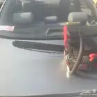 نعرض ماطور حطب نضيف جدا ما جاه ذاك الاستخدام اخو الجديد