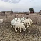رخال حريات