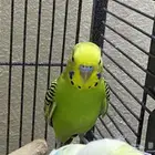 للبيع ثلاث ببغاء بادجي