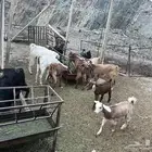 بيده
