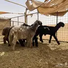 رخال نجد دغم