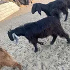 لبيع تيس