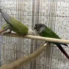 كروان وكنيور للبيع طيور