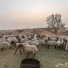 غنم