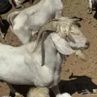 فحل مشروك طيب