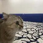 قط اسكتلندي ذكر اليف عمره 2 ونص للتبني الي يبيه