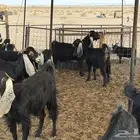 ماعز للبيع