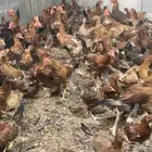 دجاج فرنسي احمر من عمر اسبوع الى ثلاثه شهور