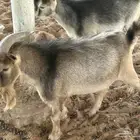 ماعز قزم