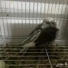 سلام عليكم فرخه كروان هولندي