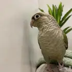 للبيع طير بغبغاء كنيور