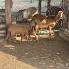 نعجه سواكني متبوعه برخل وفرير