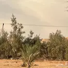 شجر اثل و أعمدة اثل