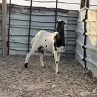 رخل رفيديه