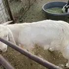 تيوس ثلاجه شحم و وزن