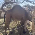 بكرتين مفاريد