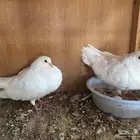 زوج حمام