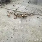 دجاج بلدي للبيع