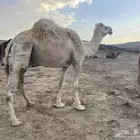 ركبي قليصه الطبع مشروط السن ناب مخصي