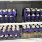 بيض بلدي مائدة