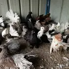 رقاص امريكي