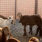 طليان سواكني