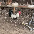 ديك شوكي فاخر