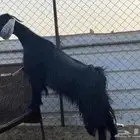 معزا طيبات