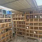 حمام فيه حب رمان والباقي سلفر صغير جهز لتزيوج