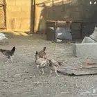 جمد عمر شهرين