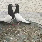 حمام باكستاني