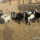 جفار بكار مقاني